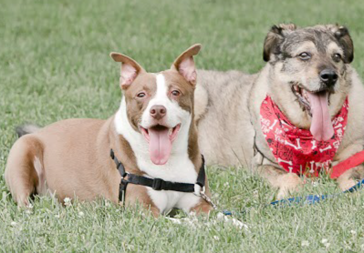 pups sitting in the grass